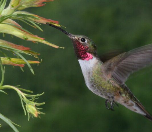 Hummingbirds see colours humans can only imagine, Says New Study Hummingbirds see colours humans can only imagine, Says New Study