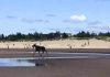 Moose spotted on Parlee Beach dies from drowning, Report