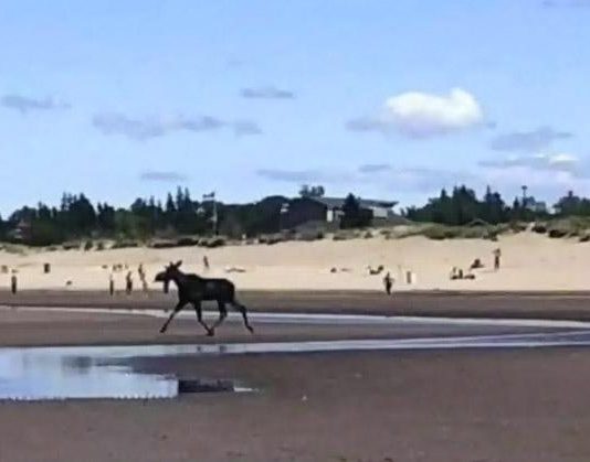 Moose spotted on Parlee Beach dies from drowning, Report Moose spotted on Parlee Beach dies from drowning, Report
