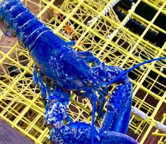 Rare double catch lobster, one blue and one calico Rare double catch lobster, one blue and one calico