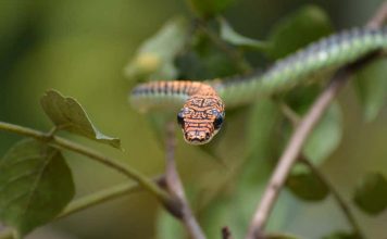 Research reveals why flying snakes can glide through the air Research reveals why flying snakes can glide through the air
