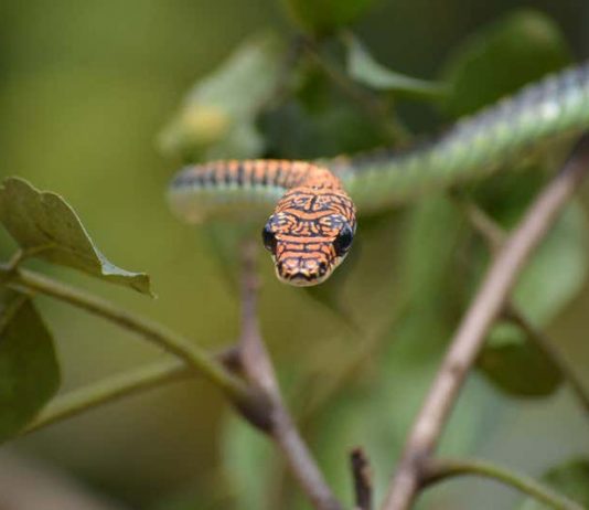Research reveals why flying snakes can glide through the air Research reveals why flying snakes can glide through the air