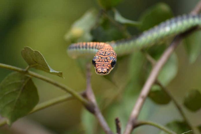 Research reveals why flying snakes can glide through the air