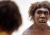 Researchers have created mini brains containing Neanderthal DNA