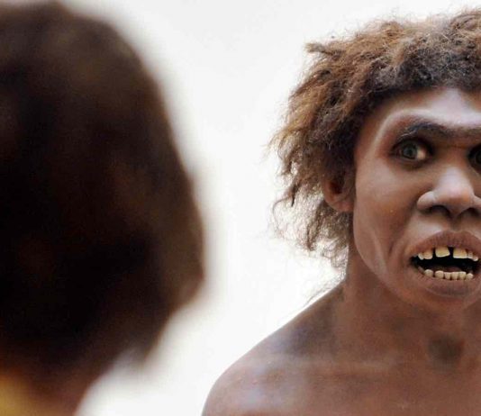 Researchers have created mini brains containing Neanderthal DNA Researchers have created mini brains containing Neanderthal DNA