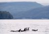 Researchers study Salish Sea’s endangered orcas amid quietest ocean in ‘3 or 4 decades’