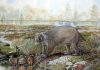Scientists discovered an extinct family of giant wombat in the Australian desert