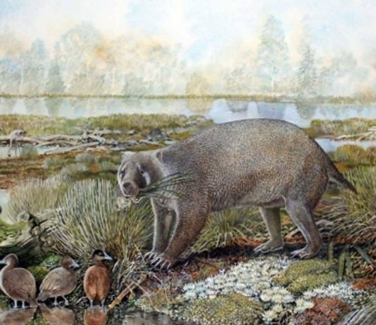 Scientists discovered an extinct family of giant wombat in the Australian desert Scientists discovered an extinct family of giant wombat in the Australian desert