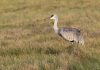 Alberta adds sandhill crane hunting season, Report Alberta adds sandhill crane hunting season, Report