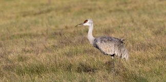 Alberta adds sandhill crane hunting season, Report Alberta adds sandhill crane hunting season, Report
