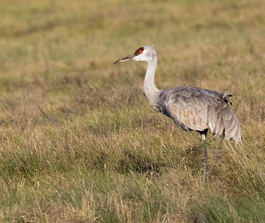 Alberta adds sandhill crane hunting season, Report Alberta adds sandhill crane hunting season, Report