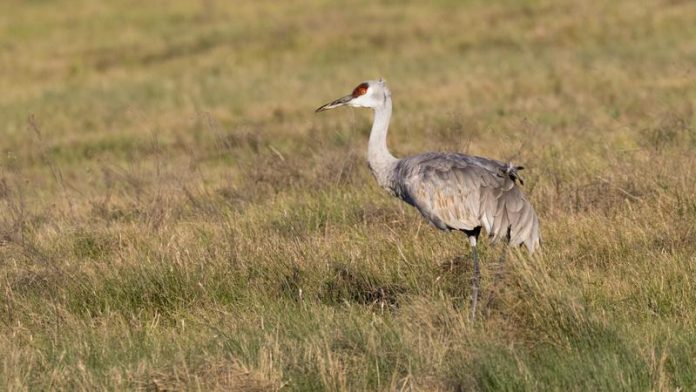 Alberta adds sandhill crane hunting season, Report