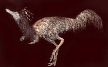 Alvarezsaurids prairiensis: New Species of Hook-Handed Dinosaur discovered Alvarezsaurids prairiensis: New Species of Hook-Handed Dinosaur discovered