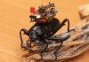 Beetle-mounted camera streams insect adventures, Researchers Say Beetle-mounted camera streams insect adventures, Researchers Say