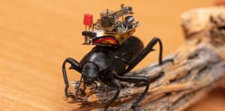 Beetle-mounted camera streams insect adventures, Researchers Say Beetle-mounted camera streams insect adventures, Researchers Say
