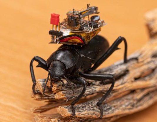 Beetle-mounted camera streams insect adventures, Researchers Say Beetle-mounted camera streams insect adventures, Researchers Say