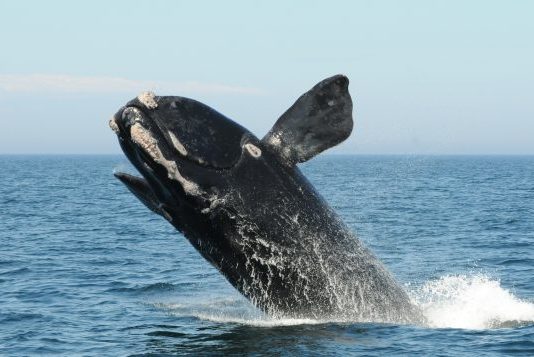 Canada joins international group of 22 countries to protect oceans, Report Canada joins international group of 22 countries to protect oceans, Report