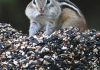 Chipmunks are driving people nuts in New England, Report