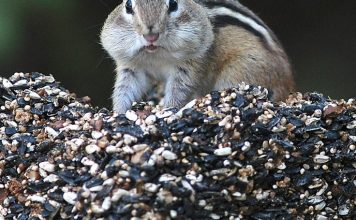 Chipmunks are driving people nuts in New England, Report Chipmunks are driving people nuts in New England, Report