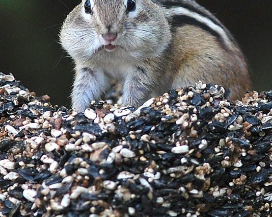 Chipmunks are driving people nuts in New England, Report Chipmunks are driving people nuts in New England, Report