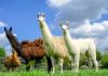 Engineered llama antibodies neutralise Coronavirus
