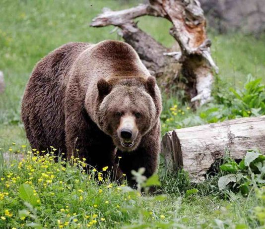 Humans driving grizzlies into the dark,says new research Humans driving grizzlies into the dark,says new research
