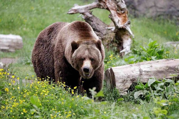 Humans driving grizzlies into the dark,says new research