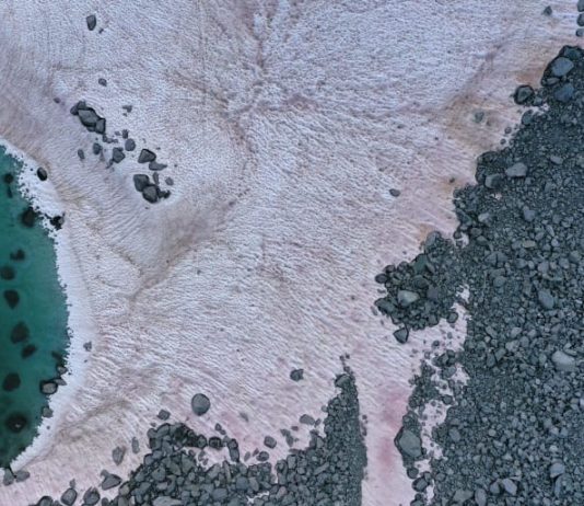 Italian Scientists Baffled Over Pink Snow on Alps Italian Scientists Baffled Over Pink Snow on Alps