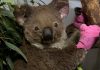 Koalas Face Extinction Threat After Wildfires, Report Koalas Face Extinction Threat After Wildfires, Report