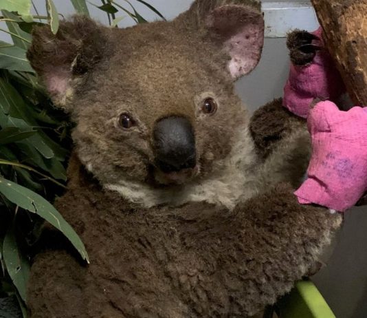 Koalas Face Extinction Threat After Wildfires, Report Koalas Face Extinction Threat After Wildfires, Report