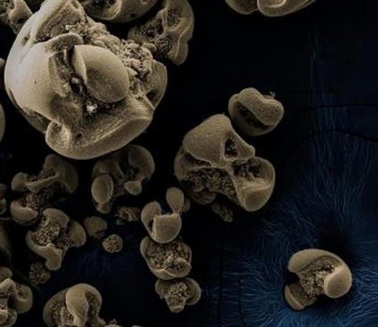 Metal-eating bacteria discovered by accident after 100 years Metal-eating bacteria discovered by accident after 100 years