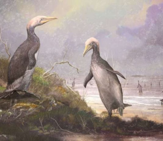 New Zealand ‘monster penguins’ had Northern Hemisphere doppelgangers, According to Study New Zealand 'monster penguins' had Northern Hemisphere doppelgangers, According to Study