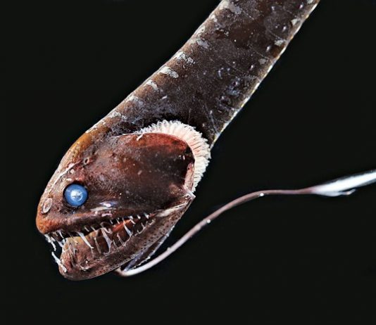 Researchers Unlock the Secret to Ultra-Black Skin of Deep-Sea Fish Researchers Unlock the Secret to Ultra-Black Skin of Deep-Sea Fish