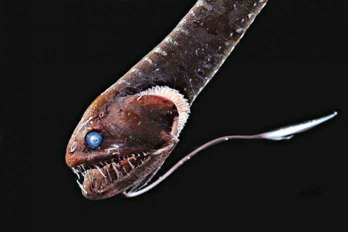 Researchers Unlock the Secret to Ultra-Black Skin of Deep-Sea Fish