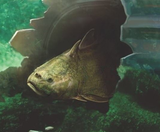 Researchers trace the origin of our teeth from the most primitive jawed fish Researchers trace the origin of our teeth from the most primitive jawed fish