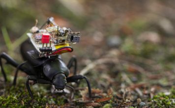 Scientists Created Tiny Camera Backpacks for Beetles (Watch) Scientists Created Tiny Camera Backpacks for Beetles (Watch)