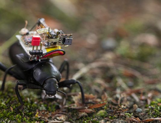 Scientists Created Tiny Camera Backpacks for Beetles (Watch) Scientists Created Tiny Camera Backpacks for Beetles (Watch)