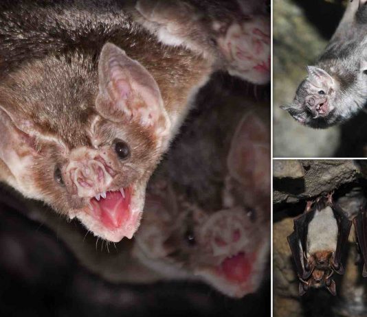 Sick vampire bats make fewer contact calls to their groupmates Sick vampire bats make fewer contact calls to their groupmates