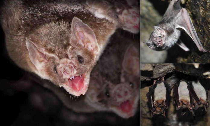 Sick vampire bats make fewer contact calls to their groupmates