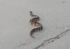 Snake on the loose in Winnipeg (Picture)