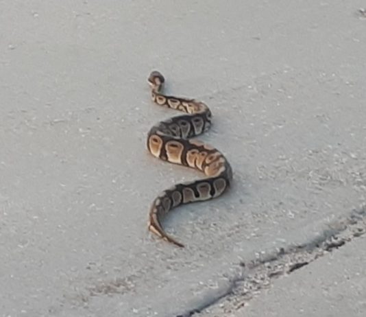 Snake on the loose in Winnipeg (Picture) Snake on the loose in Winnipeg (Picture)