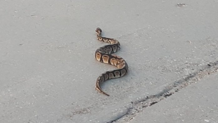 Snake on the loose in Winnipeg (Picture)