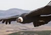 Study: Andean condor birds 'flap wings just 1 percent of the time'