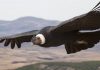 Study: Andean condor birds ‘flap wings just 1 percent of the time’ Study: Andean condor birds 'flap wings just 1 percent of the time'