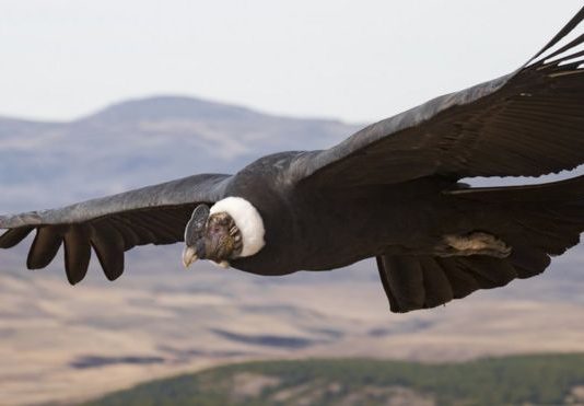 Study: Andean condor birds ‘flap wings just 1 percent of the time’ Study: Andean condor birds 'flap wings just 1 percent of the time'