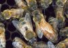 Study: Hive Genetics, Not Individual Traits, Dictate Bee Aggression