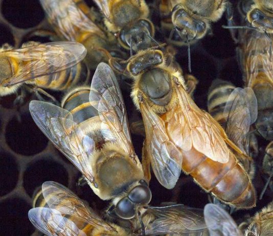 Study: Hive Genetics, Not Individual Traits, Dictate Bee Aggression Study: Hive Genetics, Not Individual Traits, Dictate Bee Aggression