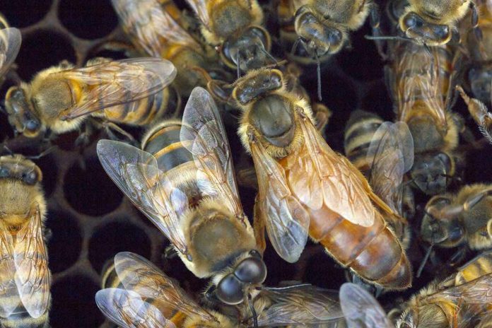 Study: Hive Genetics, Not Individual Traits, Dictate Bee Aggression