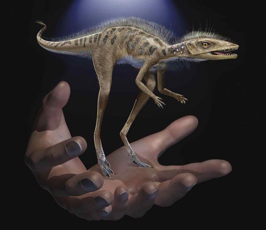 Study: Tiny Ancient Relative of Dinosaurs and Pterosaurs Discovered Study: Tiny Ancient Relative of Dinosaurs and Pterosaurs Discovered