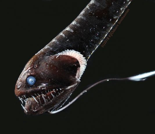 Study: Ultra-black skin allows some fish to lurk unseen Study: Ultra-black skin allows some fish to lurk unseen